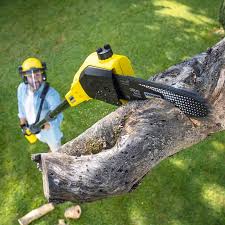 Best Stump Grinding and Removal  in USA